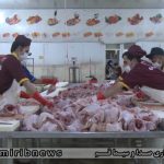 تعهد تولید دام و طیور در قم بیش از ۱۰۰ درصد محقق شد