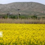بهره‌گیری از بذر‌های دانش‌بنیان و بومی در ۲ هزار هکتار از اراضی کشاورزی