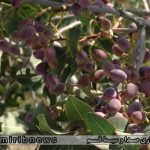 بررسی راهکارهای علمی مقابله با آفات و ارتقای بهره‌وری باغات پسته قم