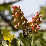 برگزاری نشست تخصصی «تغذیه کاربردی درختان پسته و مدیریت باغات پسته استان قم»