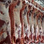 سالانه ۴۰۰ تُن گوشت قرمز توسط عشایر در قم تولید می‌شود
